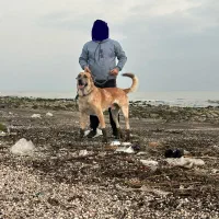 واگذاری سگ سرابی|سگ|تالش, هشتپر|دیوار