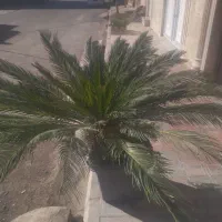 گل سیکاس|گل و گیاه طبیعی|بیرجند, |دیوار