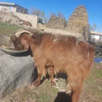 بز نر برای قصابی