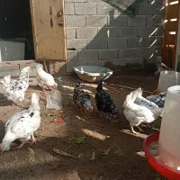 تخم مرغ گلین