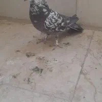 کفتر کبوتر|پرنده|خمینی‌شهر, |دیوار