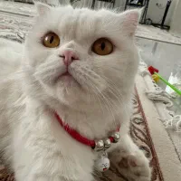 واگذاری گربه ناز