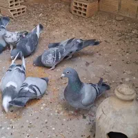 موتور سیکلت وکفتر|موتورسیکلت|یزد, |دیوار