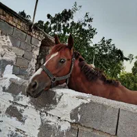 اسب نریان ۳ ساله|اسب و تجهیزات اسبسواری|مشهد, رباط طرق|دیوار