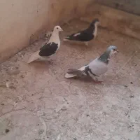 کفتر|پرنده|شیراز, شیخ علی چوپان|دیوار