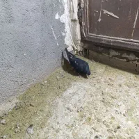 کبوتر|پرنده|اشتهارد, |دیوار