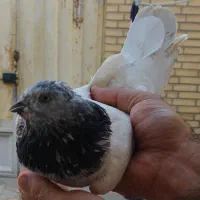 کبوتر