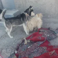 هاسکی