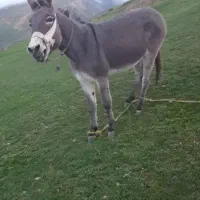 حیوان مزرعه