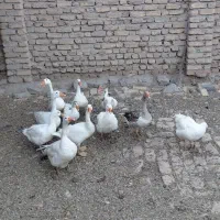 غاز|حیوانات مزرعه|نیشابور, مازول|دیوار