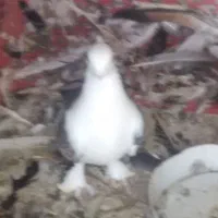 کفتر