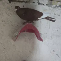 قارا سرخ نر|پرنده|اسفرورین, |دیوار