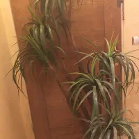 گیاه مصنوعی بدون گلدان