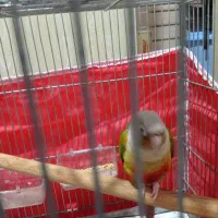 طوطی گرینچیک اهلی دستی|پرنده|الوند, |دیوار