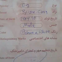 حیوان خانگی|سگ|زنجان, |دیوار