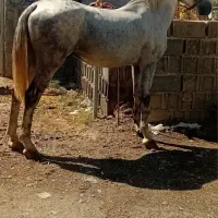 فروش اسب نریان کرد ۵ ساله
