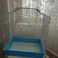 عروس هلندی|پرنده|تهران, کیانشهر|دیوار