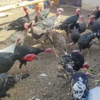 بوقلمون|حیوانات مزرعه|تربت جام, کشتارگاه|دیوار