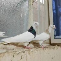 ستا طوقی  درجه یک