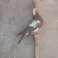 دوتا کفتر میلیمنزز