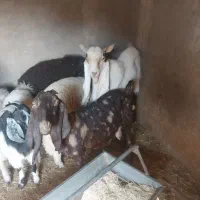 نری پاکستانی .بز پاکستانی .بره نر سبک و نژاد دار|حیوانات مزرعه|رفسنجان, |دیوار