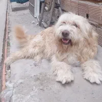 سگ شیتزو تریر پا بلند