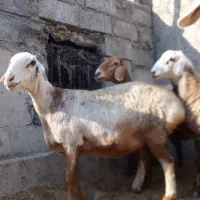 جفت ورندیل روزگاری در نورآباد