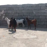 گوسفند فروشی