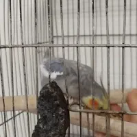 عروس هلندی سخنگو|پرنده|فردیس, شهرک ارم|دیوار