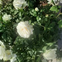 مرتضوی 75 یک خواب با پارکینگ 4950