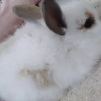 بچه خرگوش لوپ