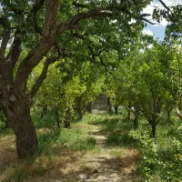 باغ-در-ایوند