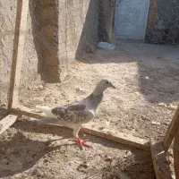 مینا شامی|پرنده|تربت‌حیدریه, اندیشه|دیوار