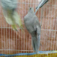 کوتوله و عروس هلندی