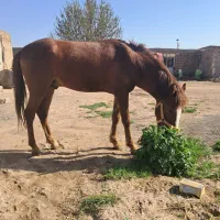 اسب گمشده|حیوانات|تربت جام, والفجر|دیوار