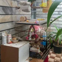 گرینچیک مولد