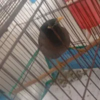 یک عدد مرغ مینا