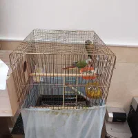 گیرینچیک نروماده مولد|پرنده|قم, باغ کرباسی|دیوار