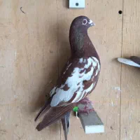 یک جفت کارل منمنز فروشی نره ماده به شرط