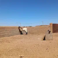 چبش|حیوانات مزرعه|بجستان, |دیوار