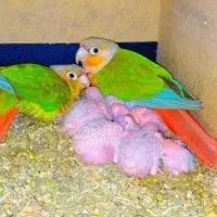 مجموعه پرورش عروسهلندی.گیرینچیک.برزیلی.مرغ عش