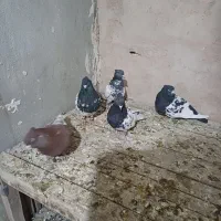 کبوتر رنگی|پرنده|پیر بکران, |دیوار