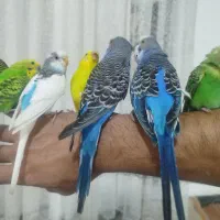 مرغ عشق دستی ،مولد