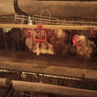مرغ تخمگذار نژاد گلپایگانی اصلاح نژاد شده|حیوانات مزرعه|شاهین‌شهر, برخوار غرب|دیوار