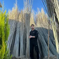 تولیدنهال صنوبر و گیلاس کبوده