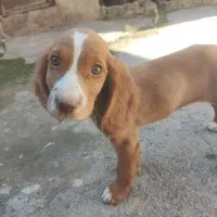 سگ شکاری دنبلانی|سگ|مینودشت, |دیوار