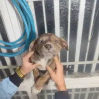 توله سگ پیتپول