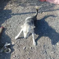 واگذار سگ هاسگی|سگ|سبزوار, امیر کبیر|دیوار