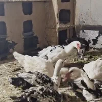 اردک روسی بالغ ونیمچه|حیوانات مزرعه|بندر امام خمینی, |دیوار