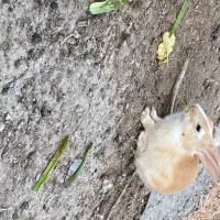 خرگوش|موش و خرگوش|زابل, |دیوار
